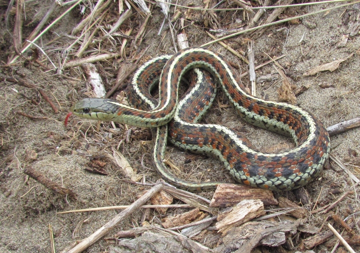 Coast Garter Snake